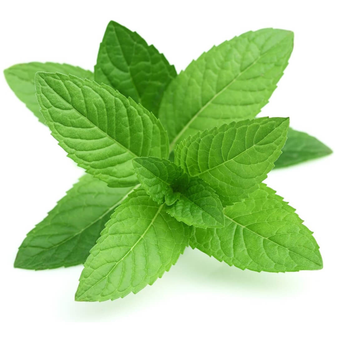 menta termesztése