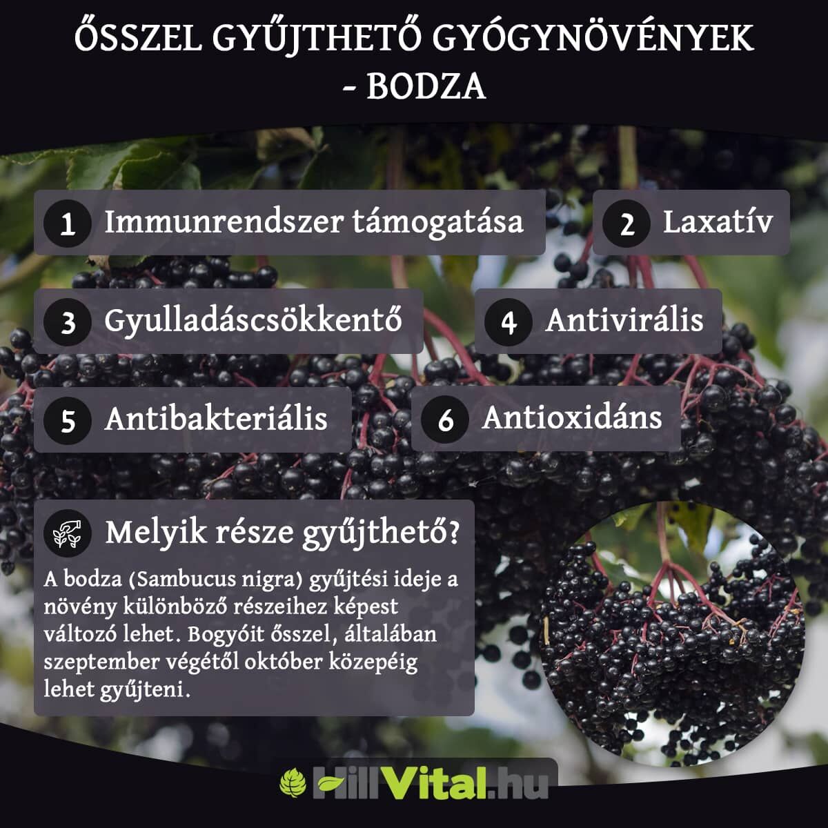 Őszi gyógynövények - Bodza