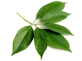 Kámforfa