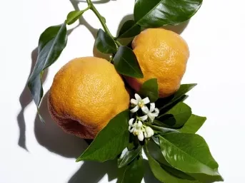 Keserű narancs