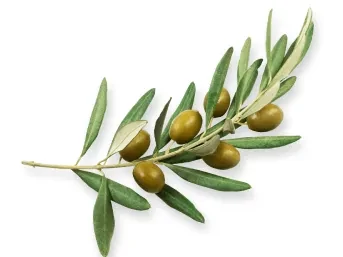 Olajfa