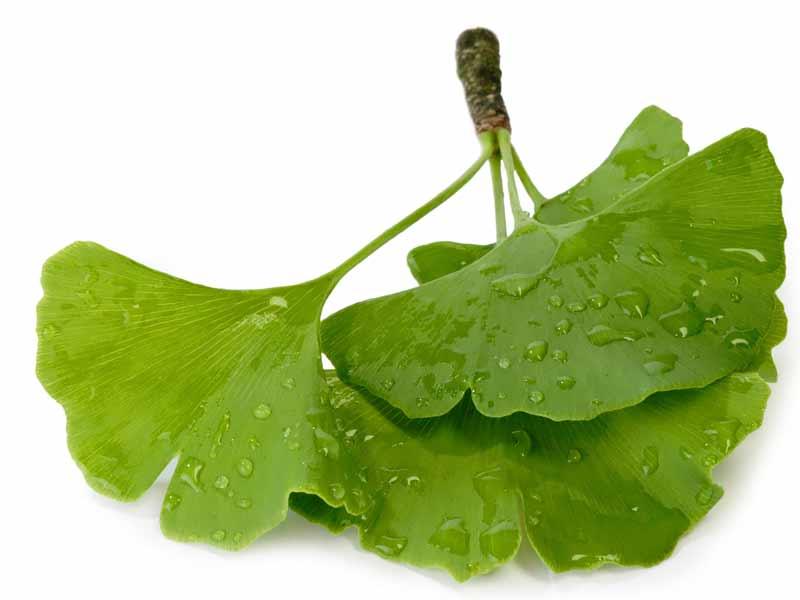 A Ginkgo Biloba jó értágító, ezzel biztosítja a bőr és az izmok jó vérellátását, és még fokozza az anyagcserét is.