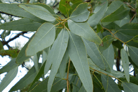 Gyulladáscsökkentő gyógynövények eukaliptusz
