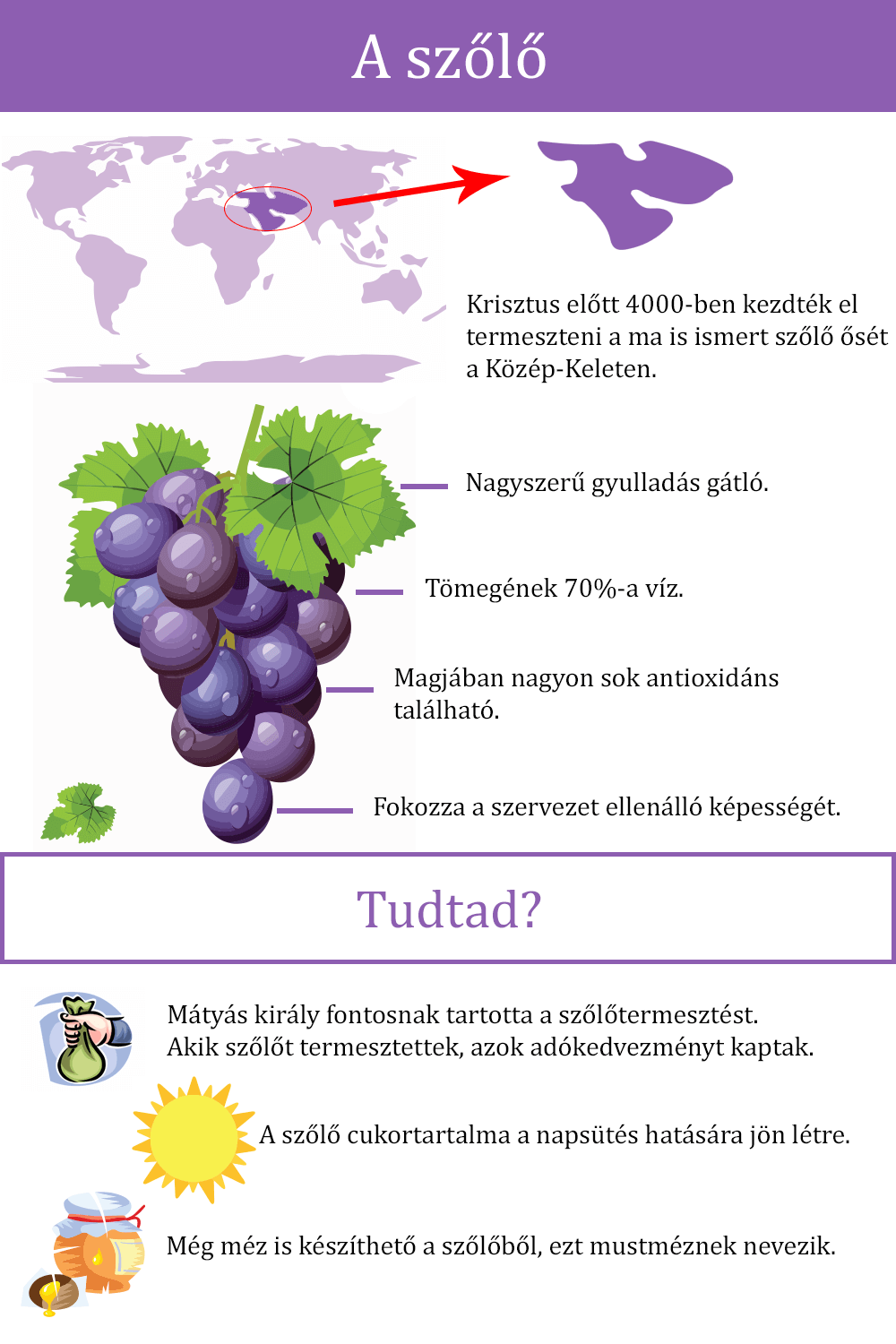 Ezeket biztosan nem tudtad a szőlőről