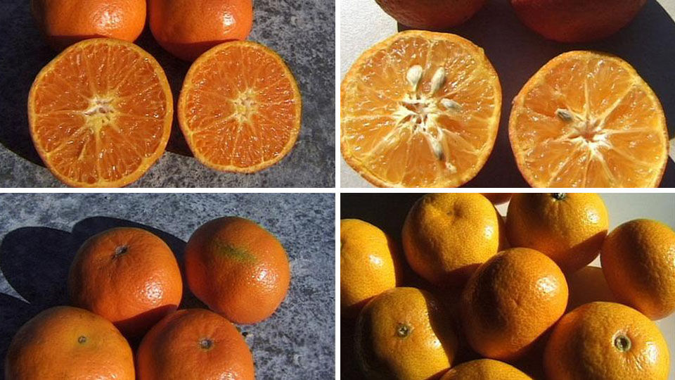 A különbség a klementin és a mandarin között!