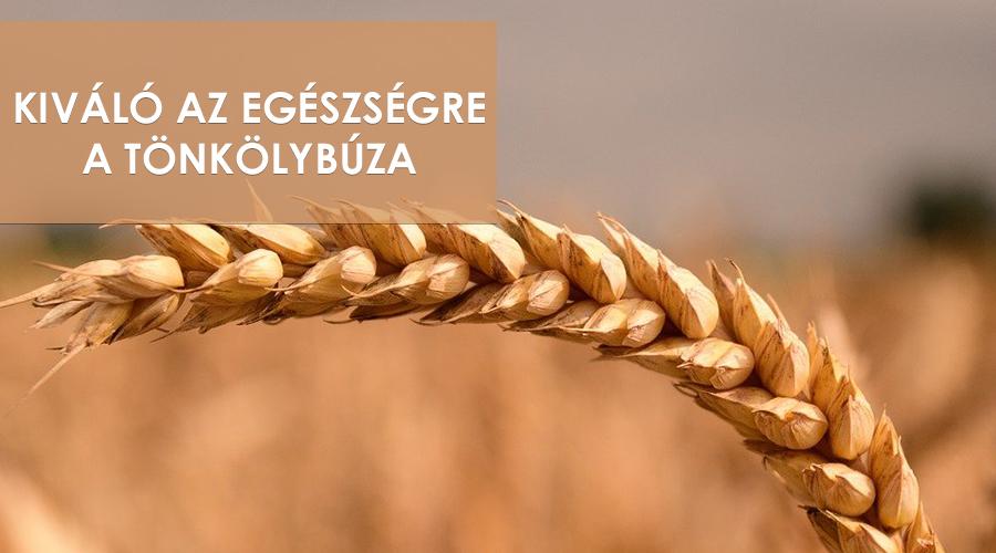 A tönkölybúza nagyszerű hatásai