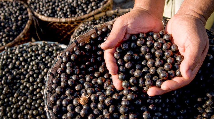 Az acai por hatása