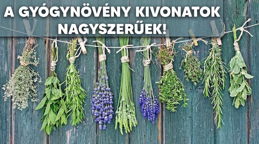A gyógynövény kivonatok hatásai.