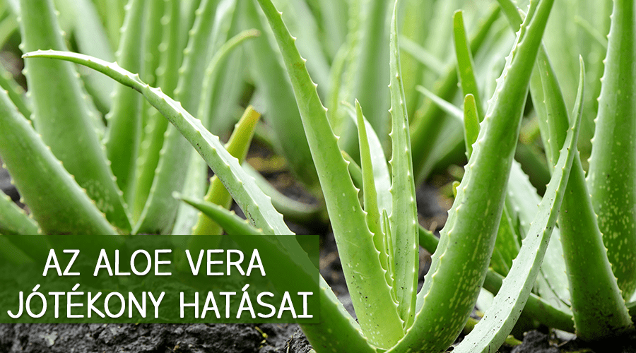 Az Aloe gél gyulladáscsökkentő, immunrendszerre ható, sebgyógyulást elősegítő hatása a vizsgálatok zömében beigazolódott, a sebgyógyulást, az égések, fagyások gyógyulását gyorsította.