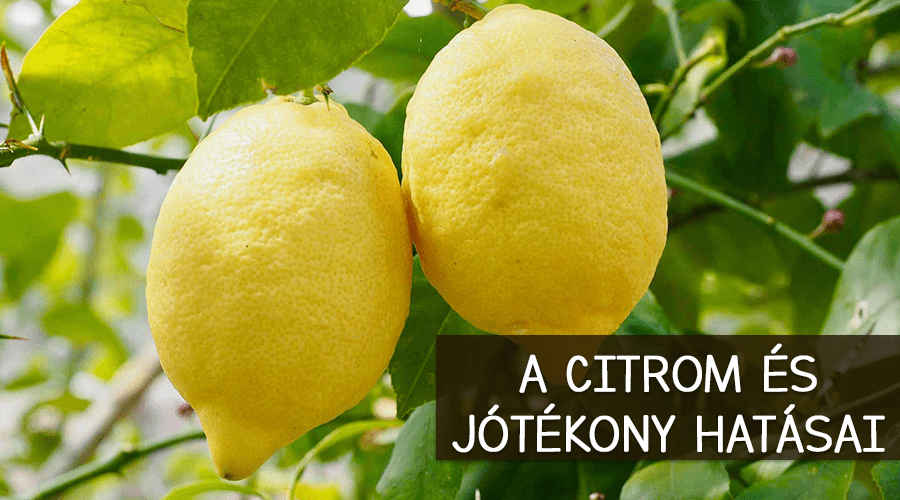 A citrom és annak jótékony hatásai