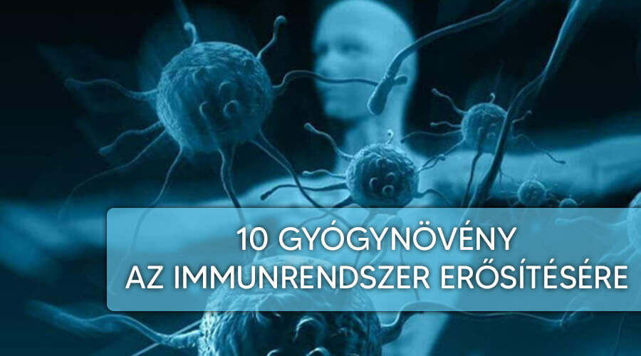 10 gyógynövény az immunrendszer erősítésére.
