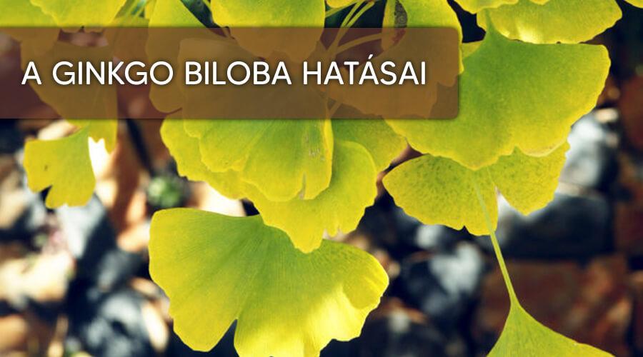 A ginkgo biloba hatásai.