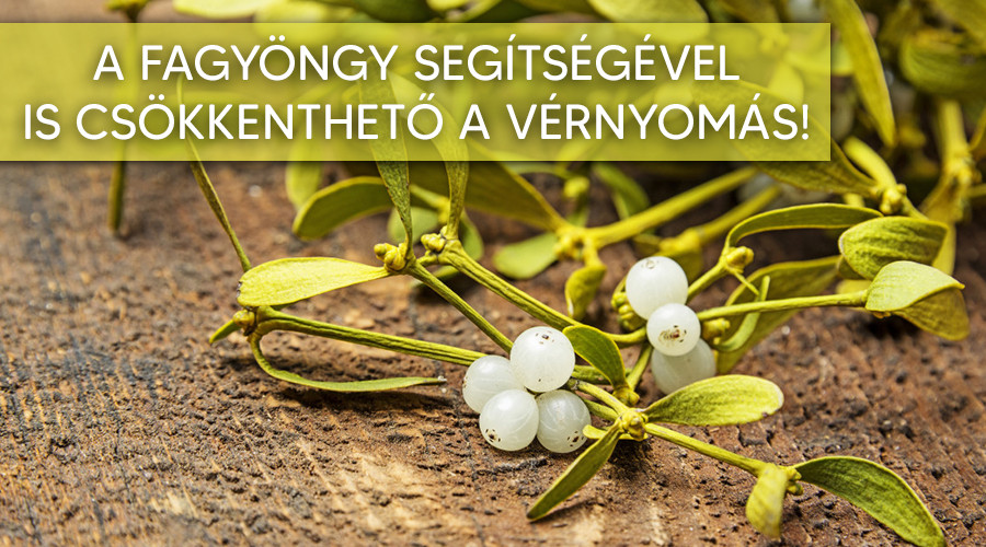 A fagyöngy vérnyomáscsökkentő hatásai.