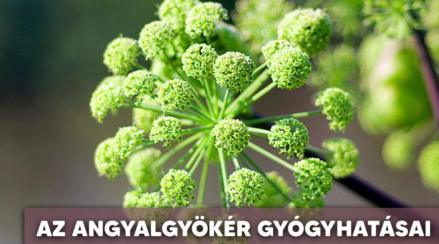 Angyalgyökér gyógyhatásai.