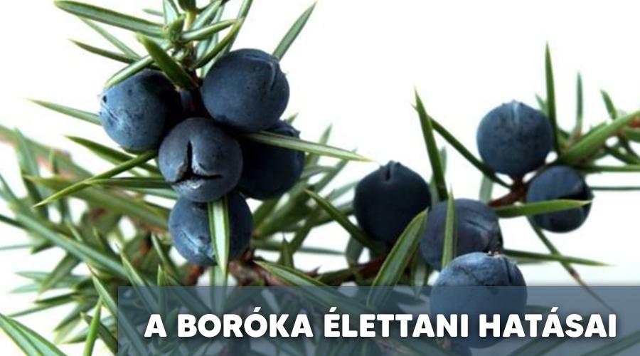A boróka élettani hatásai.