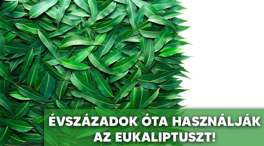 Az eukaliptusz felhasználása.