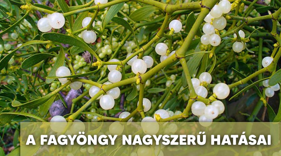 Fagyöngy hatásai.