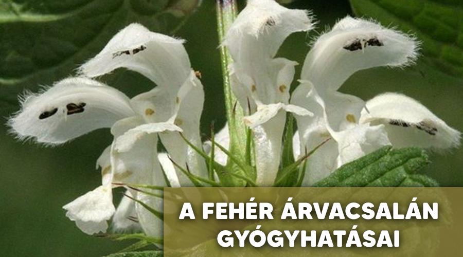 A fehér árvacsalán gyógyhatásai.