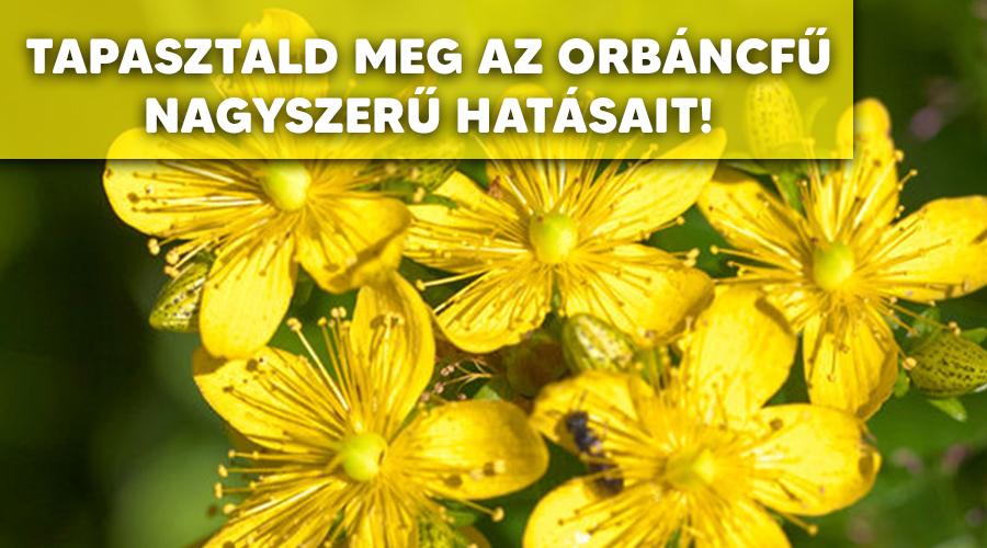 Az orbáncfű gyógyhatásai.