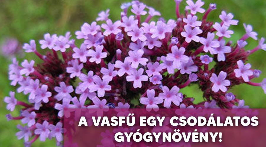 A vasfű gyógyhatásai.