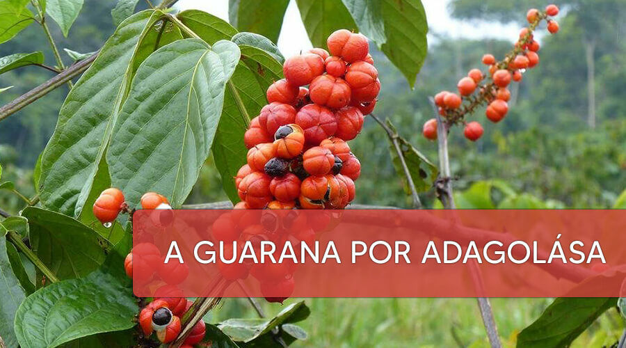 A guarana por nagyszerű hatásai!
