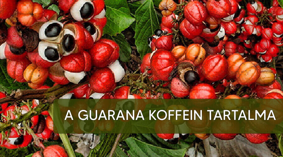 Több a koffein a guarana-ban mint a kávéban!