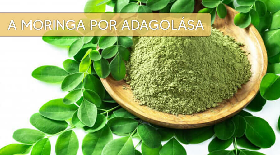 A moringa por adagolása és nagyszerű hatásai.