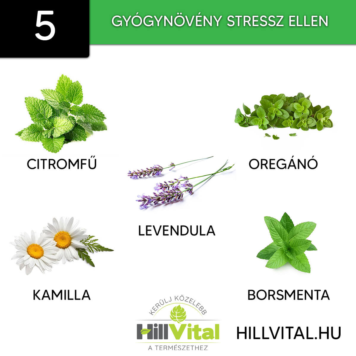 5 gyógynövény a stressz csökkentésére