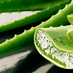 Aloe vera hatása