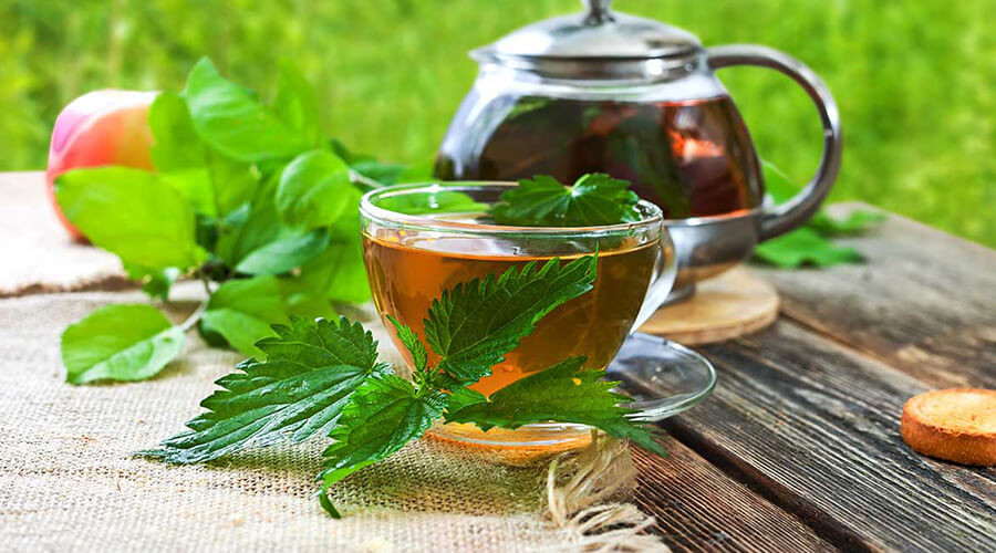 A csalánlevél tea hatásai és elkészítése