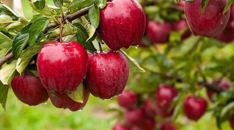 Egészséges és friss almák az almafán