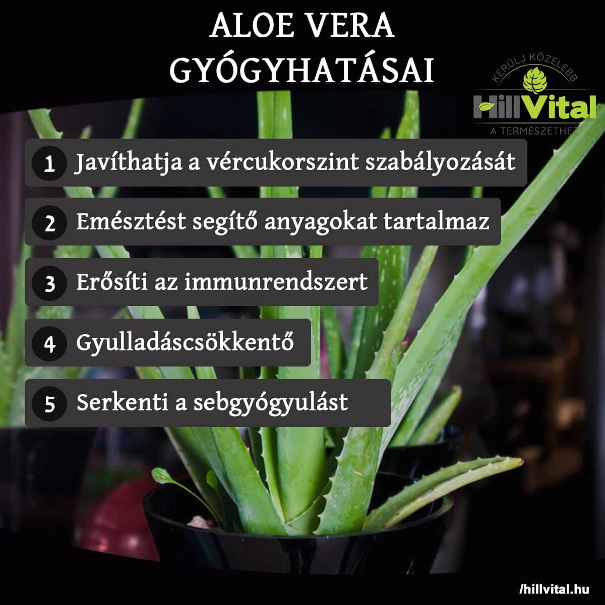 Aloe-vera-gyogyhatasai