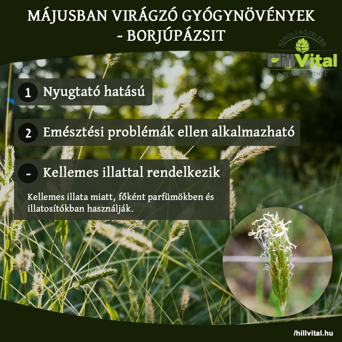 Májusban virágzó gyógynövények - Borjúpázsit