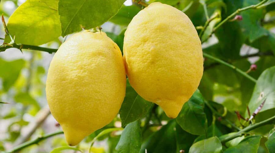 A citrom jótékony hatásai