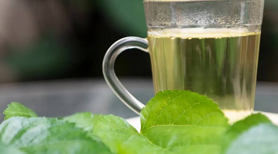 Az erdei szederlevél tea hatásai.