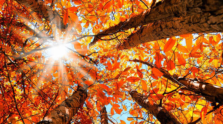 Beszűrődő napfény az őszi erdőben.
