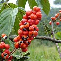 Koffein tartalmú guarana