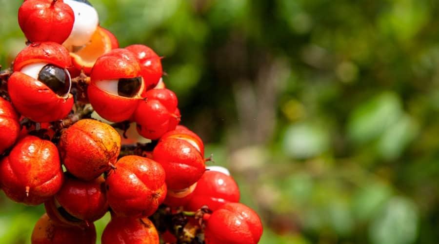 A guarana por fogyasztás előnyei