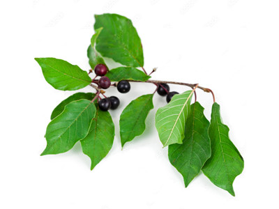 Kutyabenge