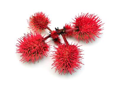 Ricinus