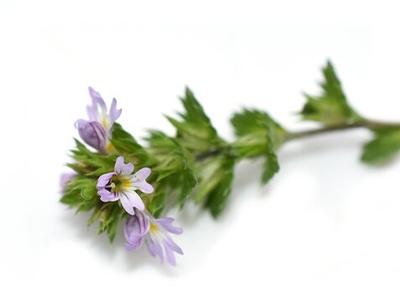 Szemvidítófű