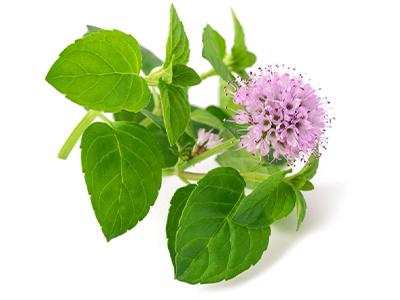 Vízi menta