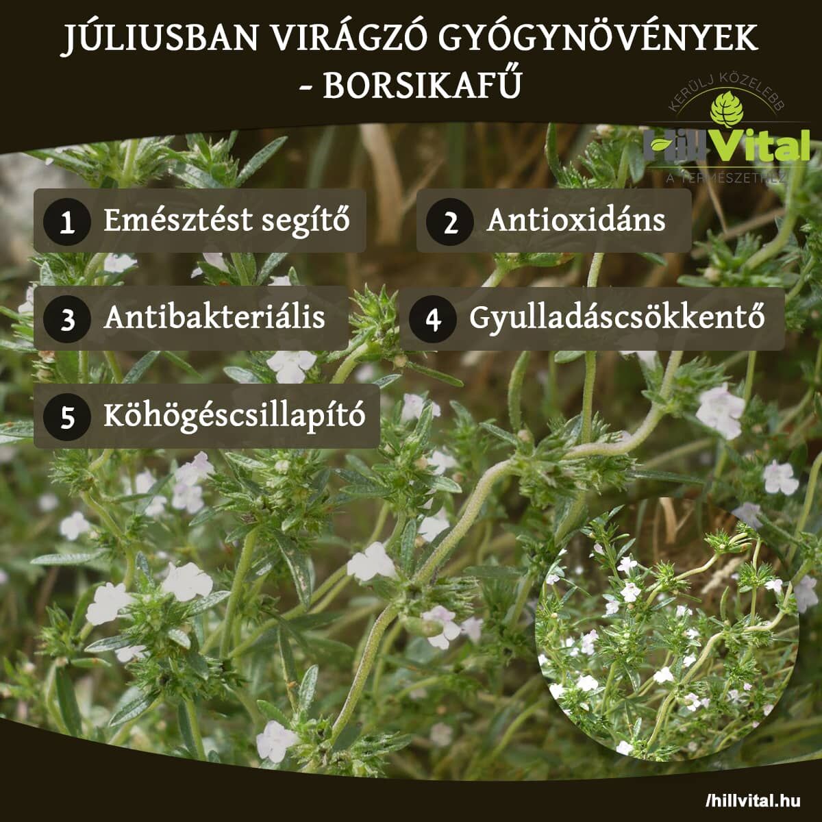 Júliusban virágzó gyógynövények - Borsikafű