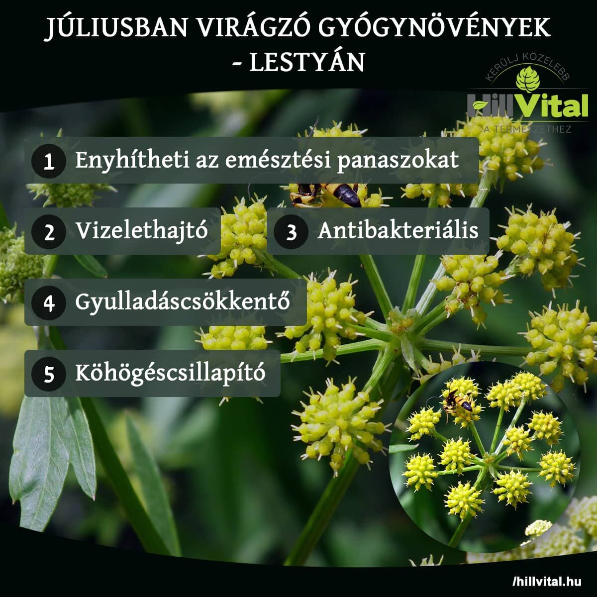 Júliusban virágzó gyógynövények - Lestyán