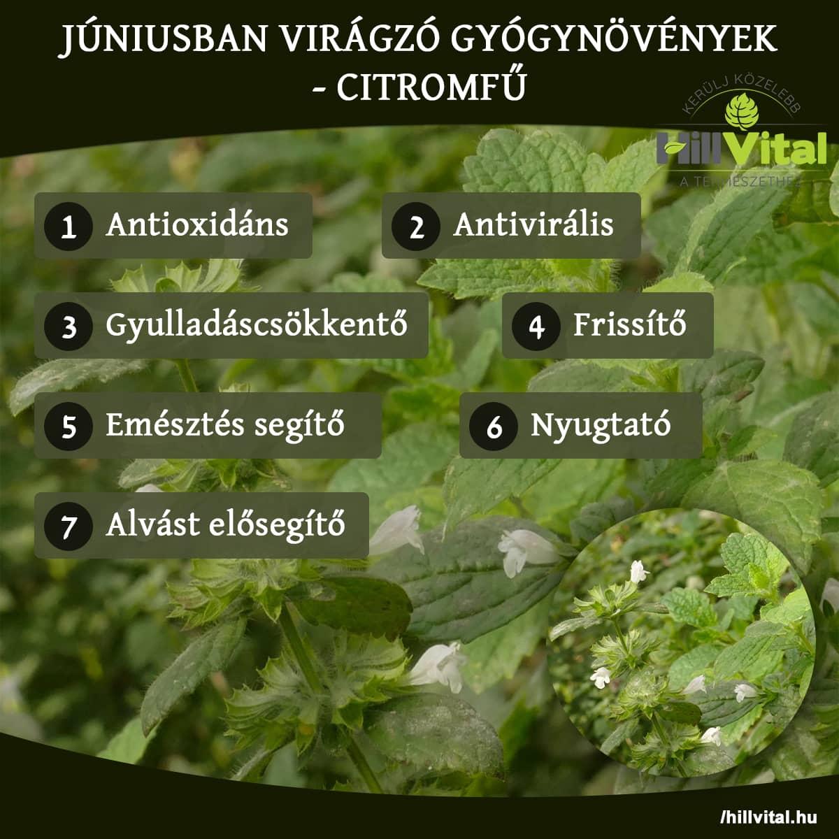 Júniusban virágzó gyógynövények - Citromfű