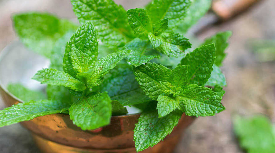 Menta termesztése.