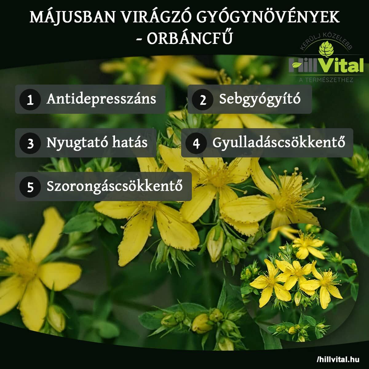 Májusban virágzó gyógynövények - Orbáncfű