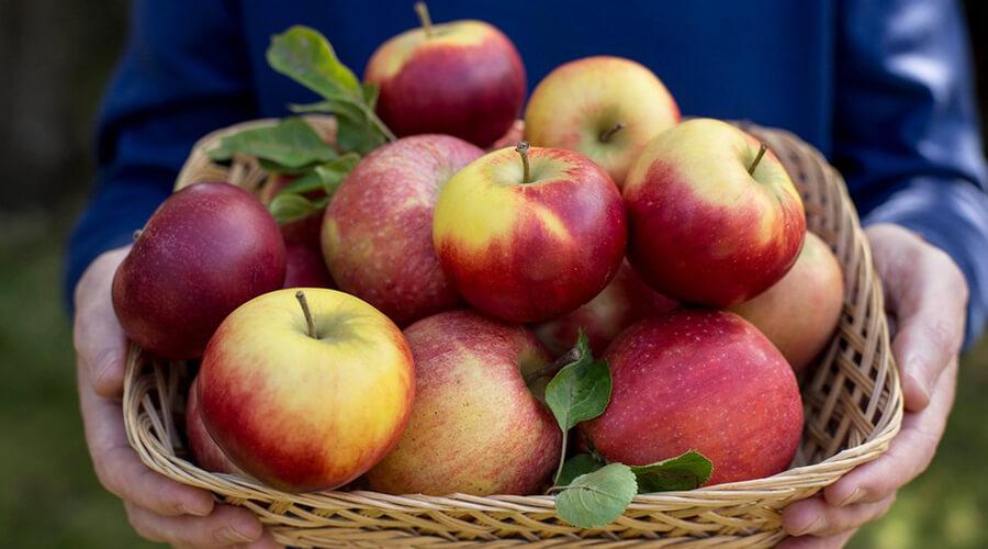 Az alma az egyik legjobb őszi gyümölcs.