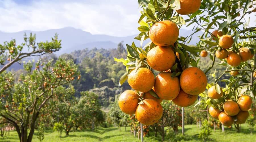 A narancs hatásai