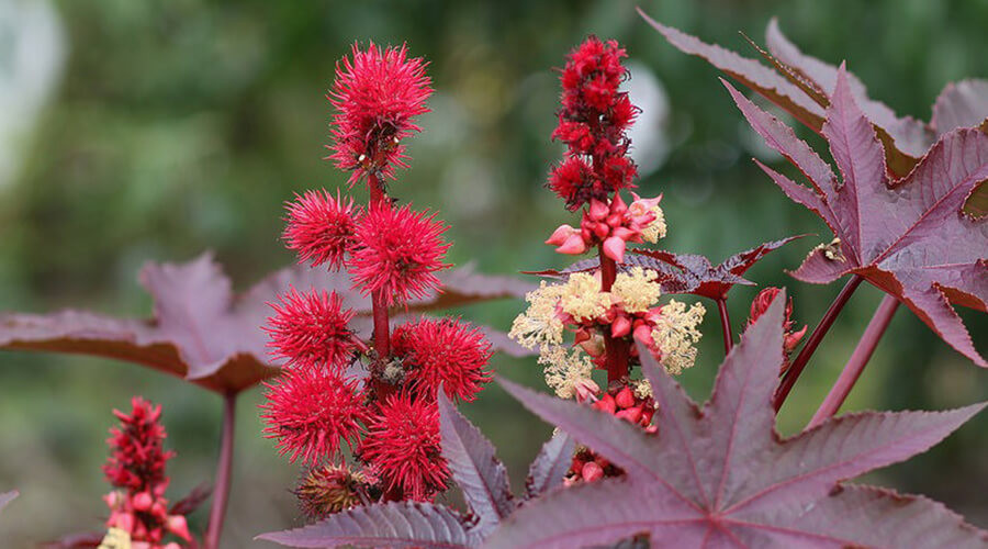A ricinus bemutatása.